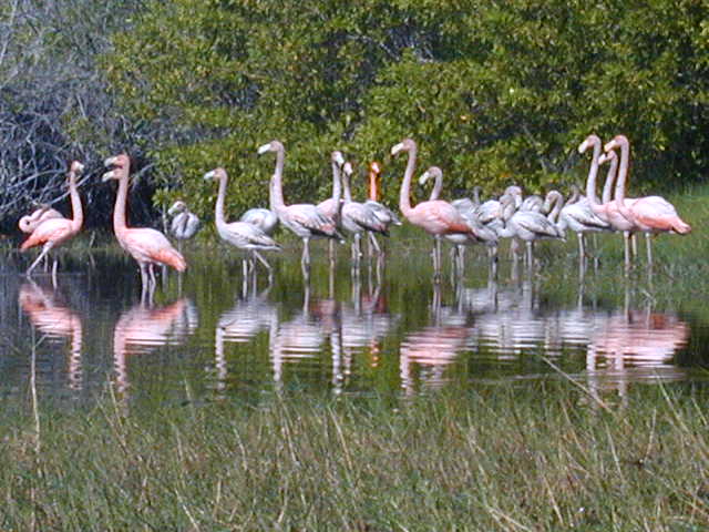flamingos in the Galapagos