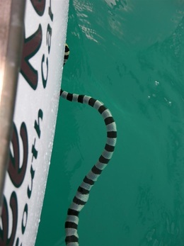 sea snake Fiji cherokee Rose