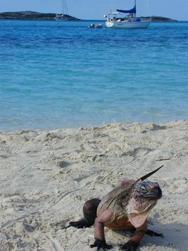 iguana on beach at allen's cay bahamas