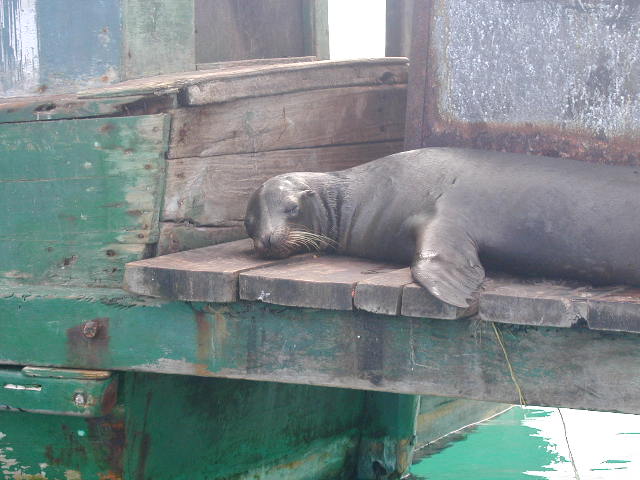 sea lion dozes in the Galapagos 